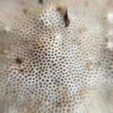 Trametes lactinea image