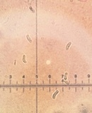 Trametes lactinea image
