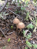 Psathyrella laricina image