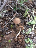 Psathyrella laricina image