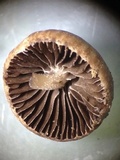 Psathyrella laricina image