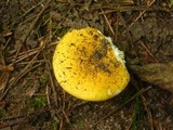 Russula lutea image