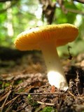 Russula lutea image