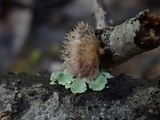 Stereum ochraceoflavum image