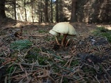 Hypholoma capnoides image
