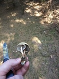 Hypholoma capnoides image