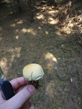 Hypholoma capnoides image