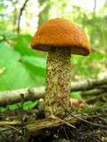 Leccinum vulpinum image