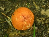Leccinum vulpinum image