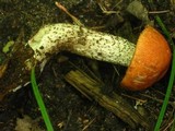 Leccinum vulpinum image