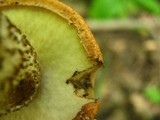Leccinum vulpinum image