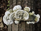 Trametes gibbosa image