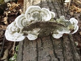 Trametes gibbosa image