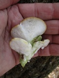 Trametes gibbosa image