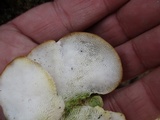 Trametes gibbosa image