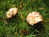 Hebeloma sinapizans image