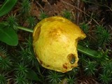 Suillus americanus image