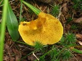 Suillus americanus image