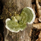 Trametes gibbosa image