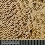 Trametes gibbosa image