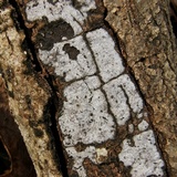 Biscogniauxia atropunctata image