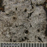 Biscogniauxia atropunctata image
