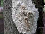 Irpex lacteus image
