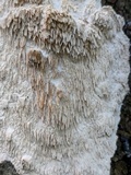 Irpex lacteus image