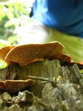 Gloeophyllum sepiarium image