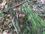 Leucopholiota decorosa image