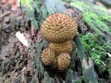 Leucopholiota decorosa image