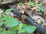 Polyporus brumalis image