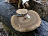 Polyporus brumalis image