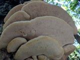 Climacodon septentrionalis image