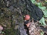 Hemistropharia albocrenulata image