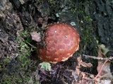 Hemistropharia albocrenulata image