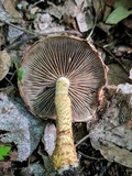 Hemistropharia albocrenulata image