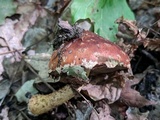 Hemistropharia albocrenulata image