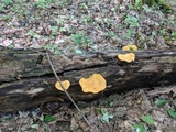 Pholiota multifolia image