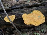Pholiota multifolia image