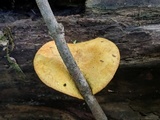 Pholiota multifolia image