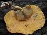 Pholiota multifolia image