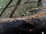 Ceratiomyxa fruticulosa var. fruticulosa image