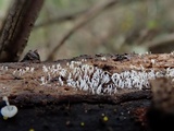 Ceratiomyxa fruticulosa var. fruticulosa image