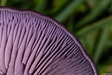 Clitocybe tarda image