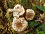 Agaricus bresadolanus image
