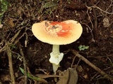 Amanita rubrovolvata image
