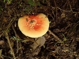 Amanita rubrovolvata image