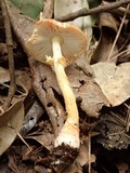 Amanita rubrovolvata image