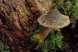Descolea recedens image
